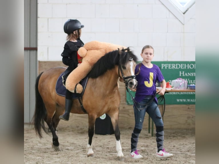 Welsh-A Jument 8 Ans 120 cm Buckskin in Wildeshausen