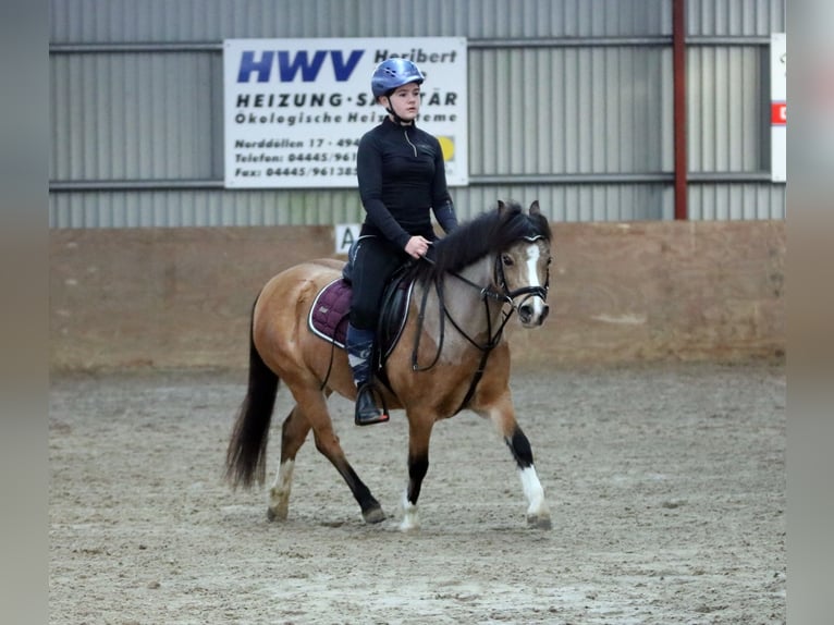 Welsh-A Jument 8 Ans 120 cm Isabelle in Wildeshausen