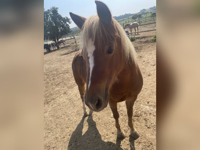 Welsh-A Jument 8 Ans 123 cm Alezan in Altenburg