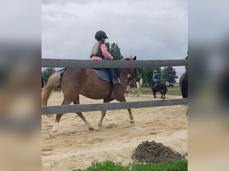 Welsh-A Jument 8 Ans 123 cm Alezan in Altenburg