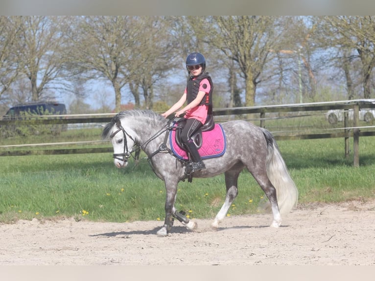 Welsh-A Jument 8 Ans 124 cm Gris in Nijverdal