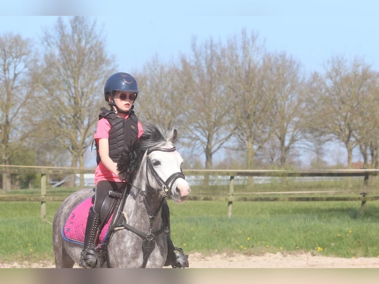 Welsh-A Jument 8 Ans 124 cm Gris in Nijverdal