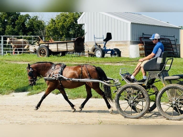 Welsh-A Croisé Jument 8 Ans 140 cm Bai cerise in Cambridge, IA