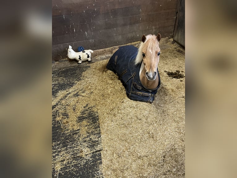 Welsh-A Croisé Jument 9 Ans 112 cm Pinto in Utrecht