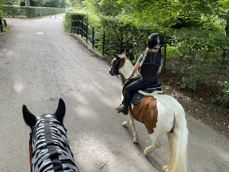 Welsh-A Croisé Jument 9 Ans 112 cm Pinto in Utrecht