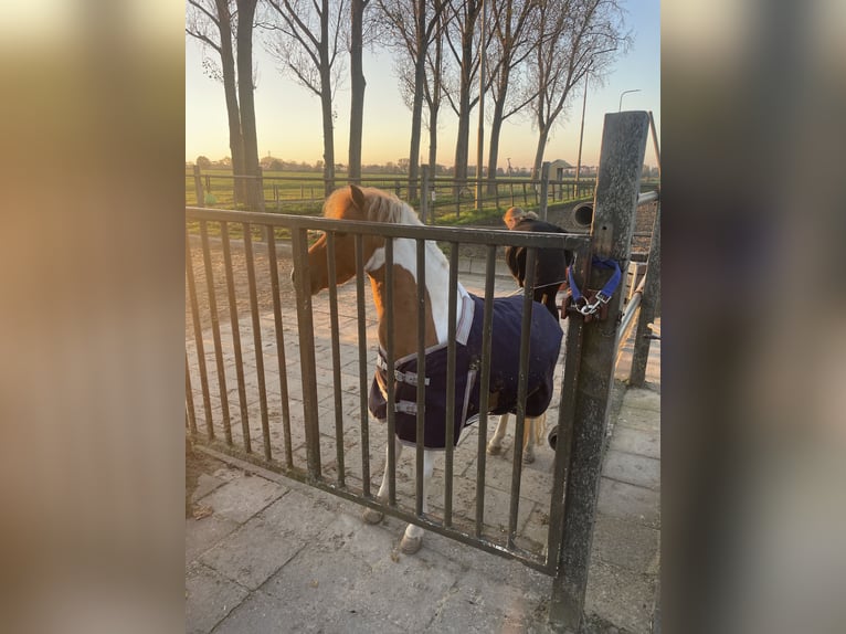 Welsh-A Croisé Jument 9 Ans 112 cm Pinto in Utrecht