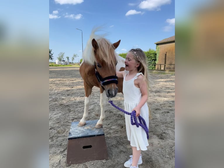 Welsh-A Croisé Jument 9 Ans 112 cm Pinto in Utrecht