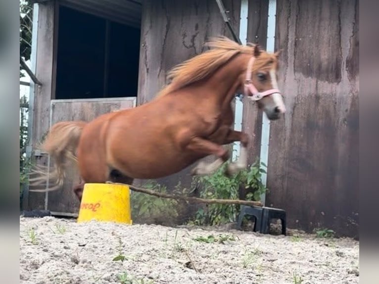 Welsh-A Jument 9 Ans 115 cm Alezan in Großefehn Ostgroßefehn