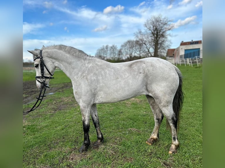 Welsh-A Jument 9 Ans 118 cm Gris in Burgdorf