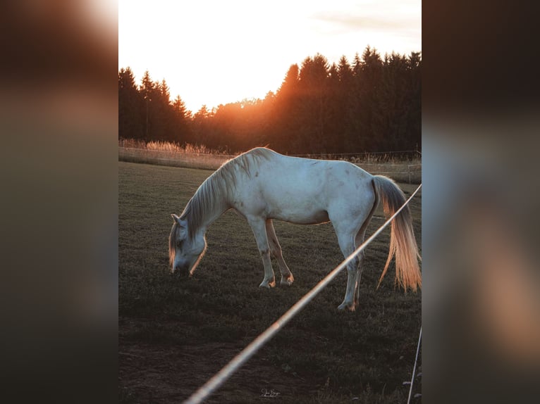 Welsh-A Croisé Jument 9 Ans 120 cm Gris in Bad Zell