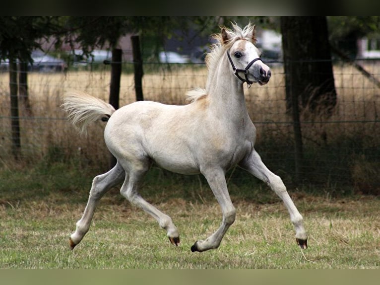 Welsh-A Jument 9 Ans 120 cm Gris in Kessel