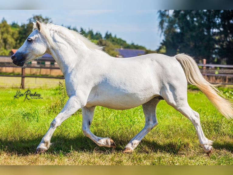 Welsh-A Jument 9 Ans 120 cm Gris in Kessel