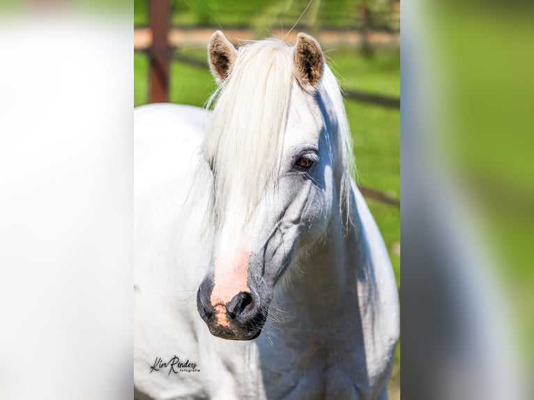 Welsh-A Jument 9 Ans 120 cm Gris in Kessel