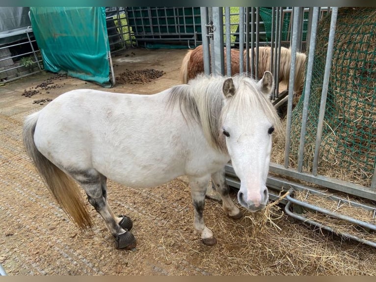 Welsh-A Jument 9 Ans 122 cm Gris in Aachen