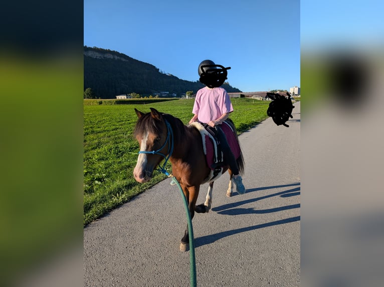 Welsh-A Croisé Jument 9 Ans 125 cm Bai in Feldkirch