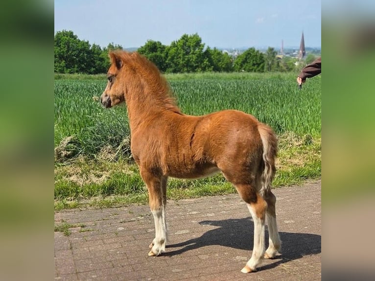 Welsh-A Jument Poulain (03/2026) Alezan in Bochum