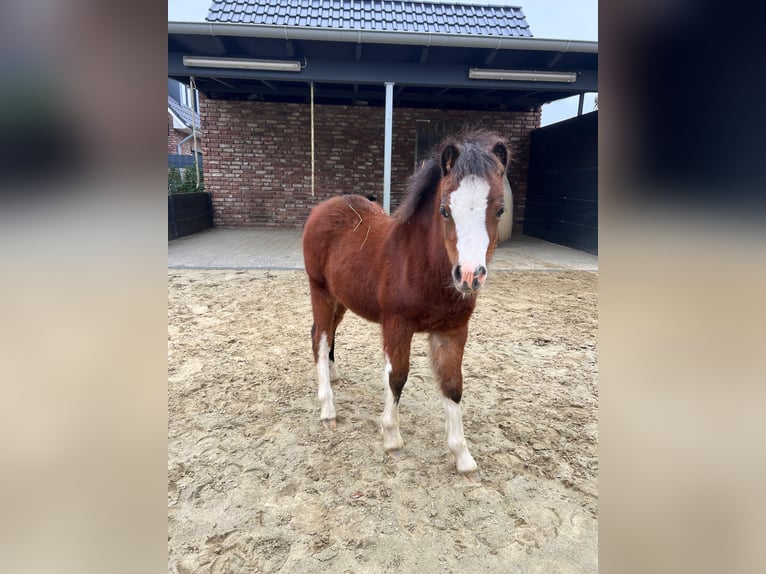 Welsh-A Jument Poulain (06/2025) Bai in Cappeln (Oldenburg)