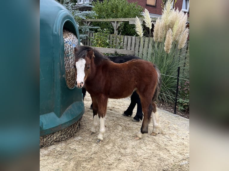Welsh-A Jument Poulain (06/2025) Bai in Cappeln (Oldenburg)