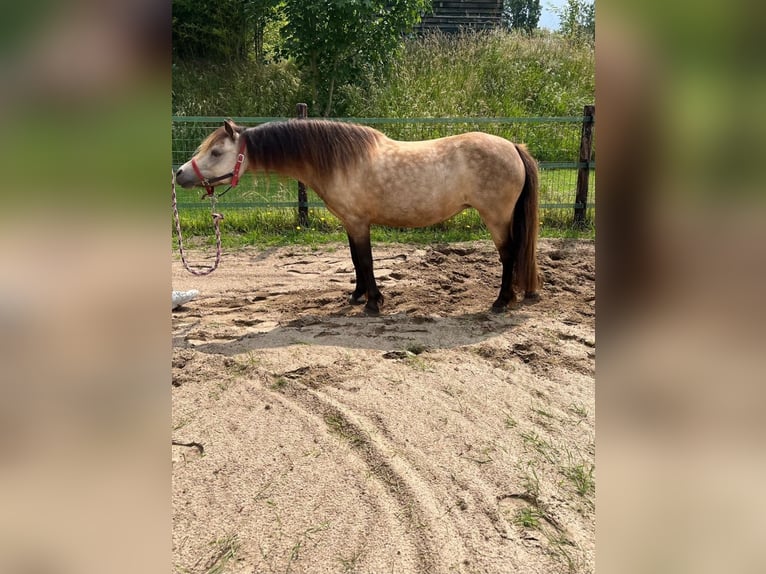 Welsh-A Merrie 10 Jaar 115 cm Buckskin in Didam