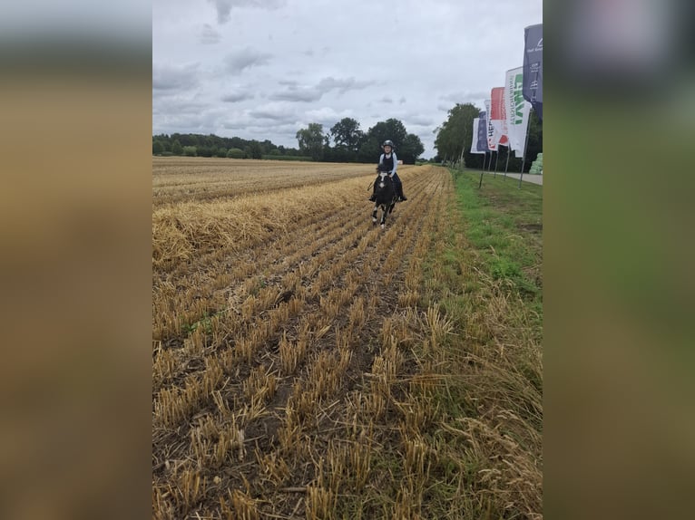 Welsh-A Merrie 10 Jaar 120 cm Gevlekt-paard in Senden