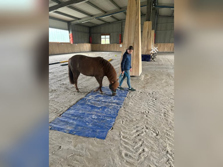 Welsh-A Merrie 10 Jaar 122 cm Vos in Stedtlingen