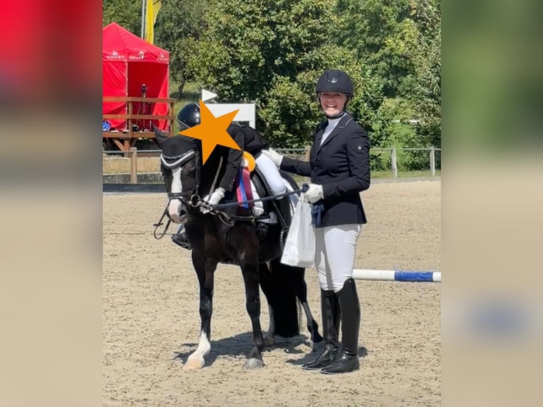 Welsh-A Merrie 10 Jaar 128 cm Zwart in PfullingenPfullingen