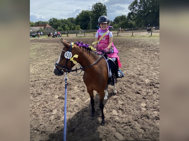 Welsh-A Merrie 11 Jaar 120 cm Bruin in Ritterhude