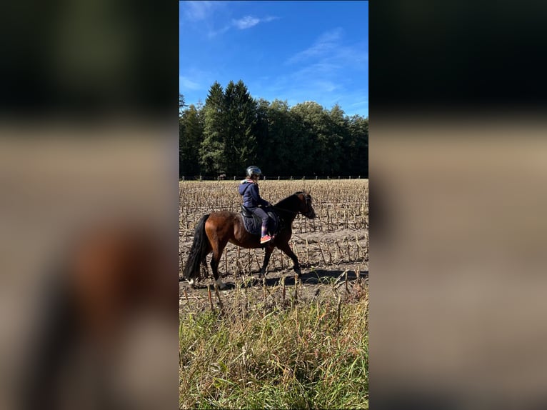Welsh-A Merrie 11 Jaar 120 cm Bruin in Ritterhude