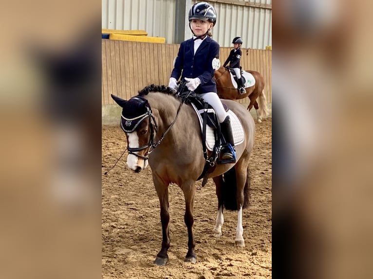 Welsh-A Merrie 11 Jaar 120 cm Bruin in Ritterhude