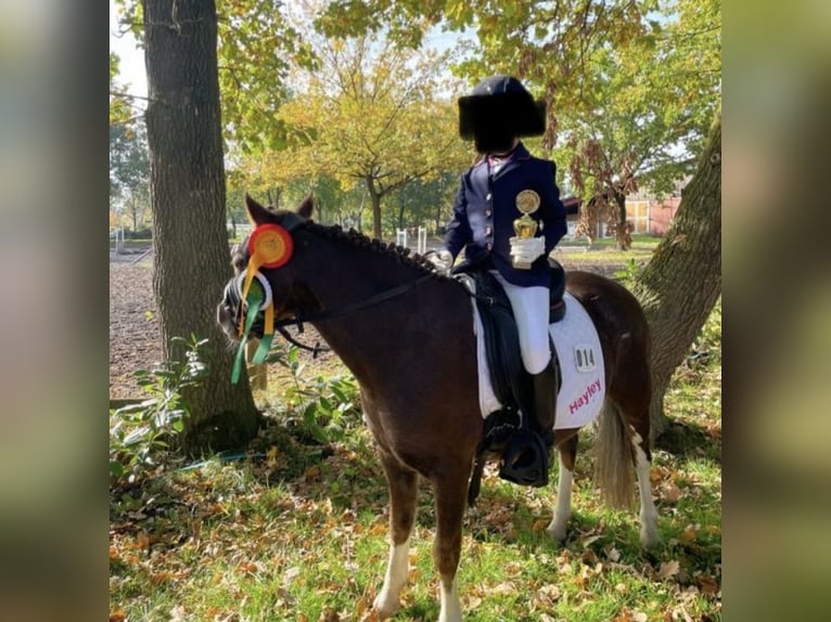 Welsh-A Merrie 11 Jaar 120 cm Donkere-vos in Emstek