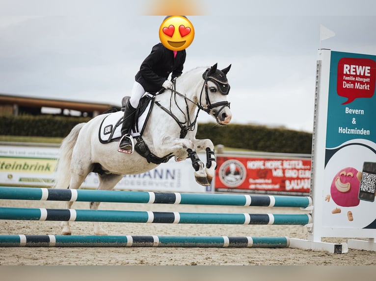 Welsh-A Merrie 11 Jaar 121 cm Appelschimmel in Steinheim