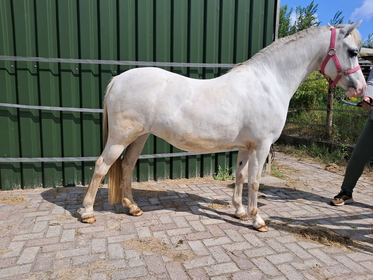 Welsh-A Merrie 11 Jaar 122 cm Schimmel in Emmen