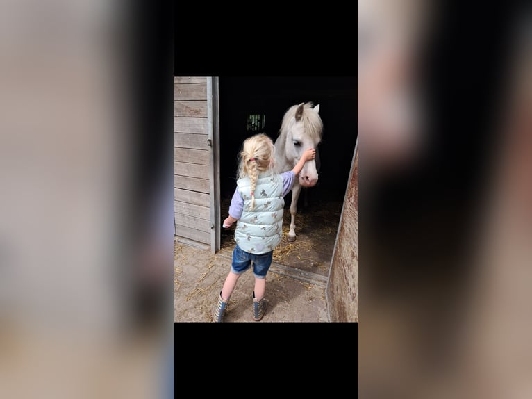 Welsh-A Merrie 11 Jaar 122 cm Schimmel in Emmen