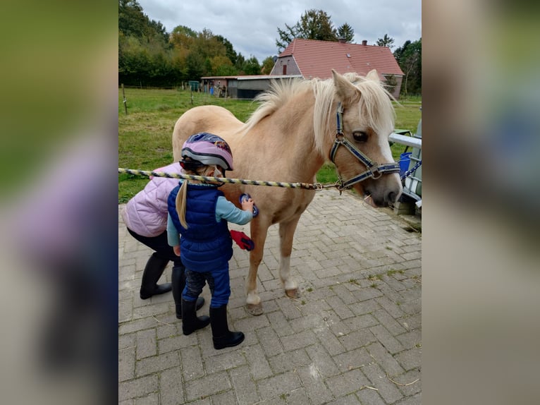 Welsh-A Merrie 11 Jaar Palomino in Rhauderfehn