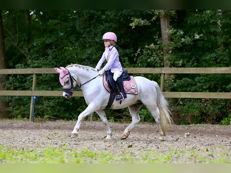 Welsh-A Merrie 12 Jaar 117 cm Schimmel in Wachtum