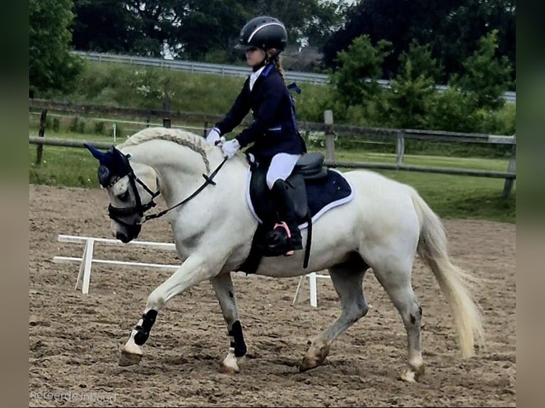 Welsh-A Merrie 12 Jaar 117 cm Schimmel in Wachtum