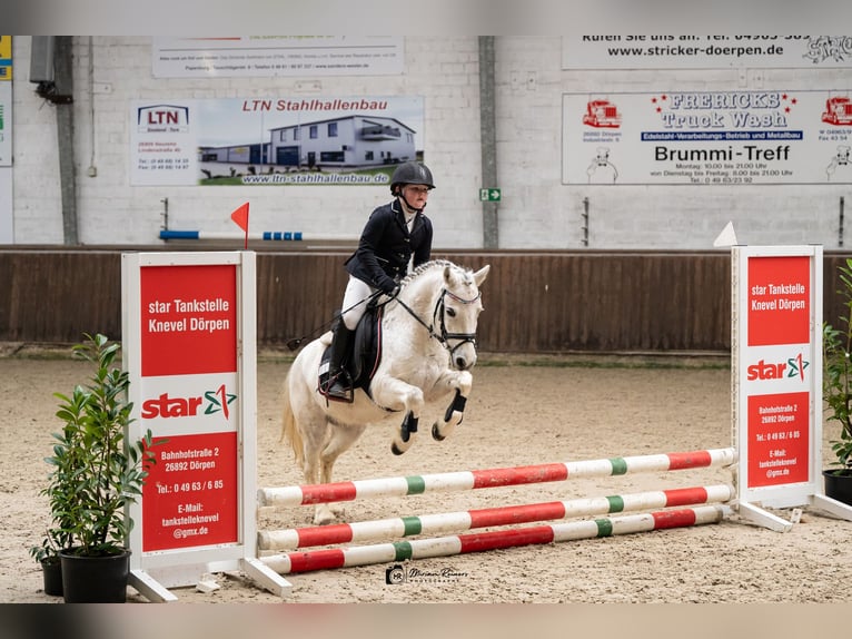 Welsh-A Merrie 12 Jaar 118 cm Schimmel in Esterwegen