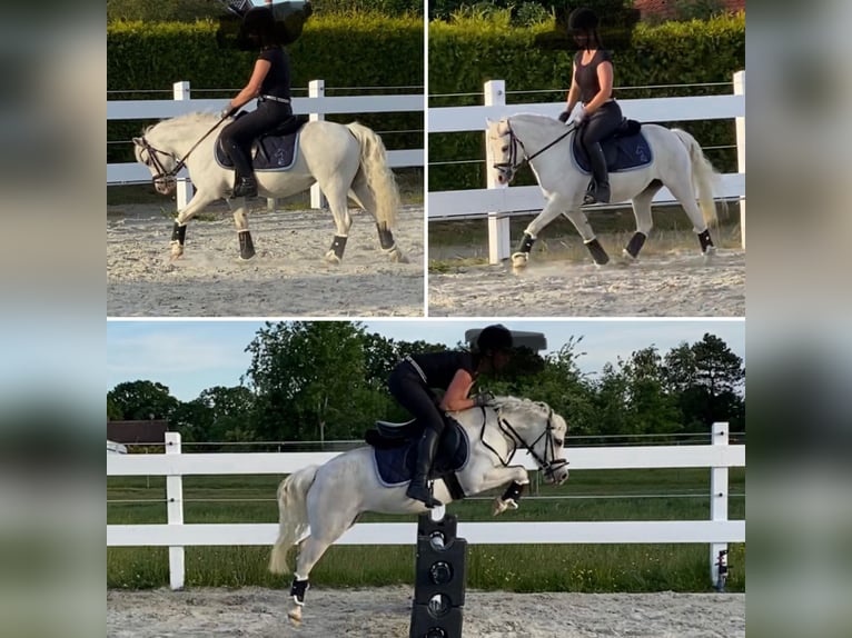 Welsh-A Merrie 12 Jaar 120 cm Schimmel in Wanna