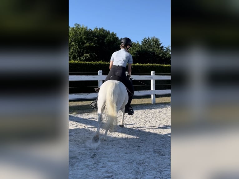 Welsh-A Merrie 12 Jaar 120 cm Schimmel in Wanna