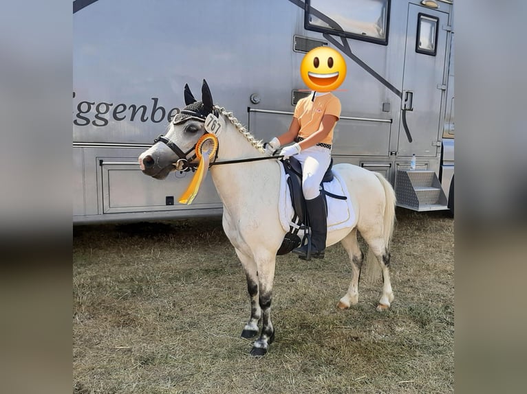 Welsh-A Merrie 12 Jaar 123 cm Schimmel in Vohburg an der Donau