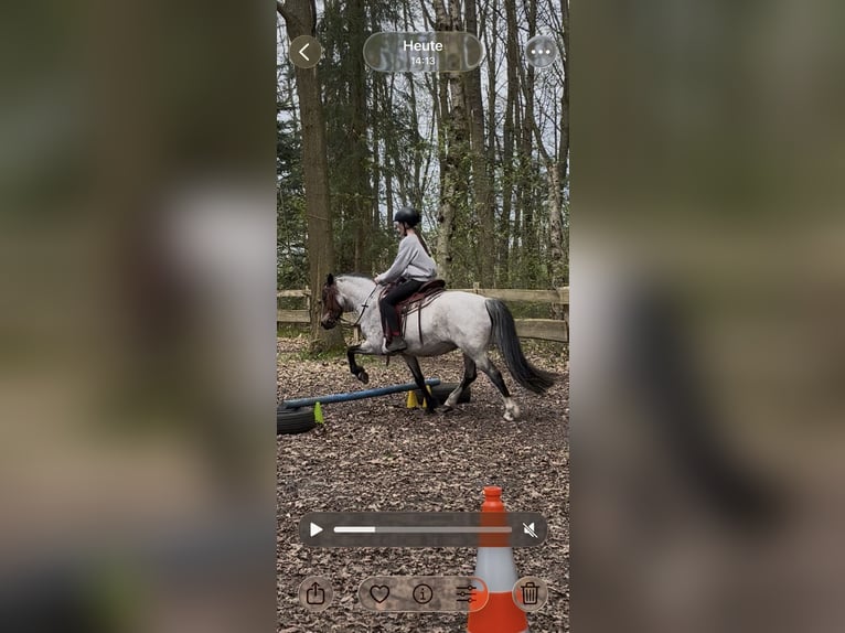 Welsh-A Mix Merrie 12 Jaar 128 cm Roan-Bay in Bargenstedt