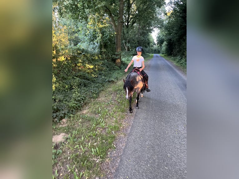 Welsh-A Mix Merrie 12 Jaar 128 cm Roan-Bay in Bargenstedt