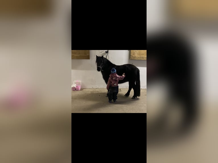 Welsh-A Mix Merrie 13 Jaar 110 cm Zwartbruin in Bad Rodach