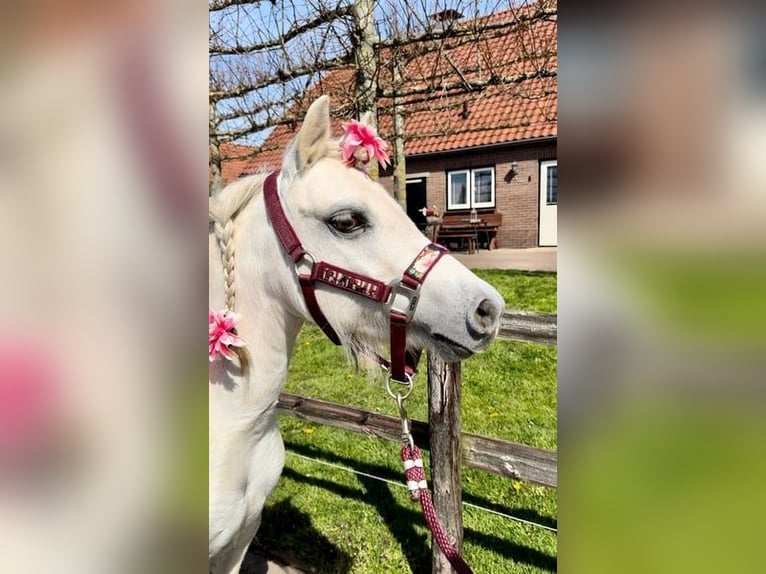 Welsh-A Merrie 13 Jaar 114 cm Schimmel in Barneveld