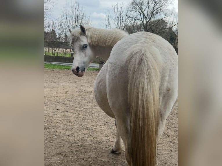 Welsh-A Merrie 13 Jaar 116 cm Schimmel in Bielefeld