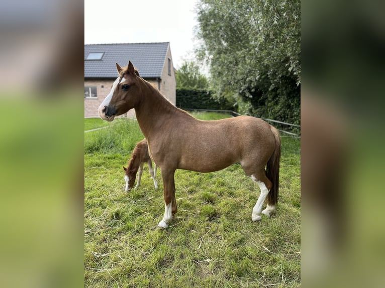 Welsh-A Merrie 13 Jaar 117 cm Vos in Sleidinge