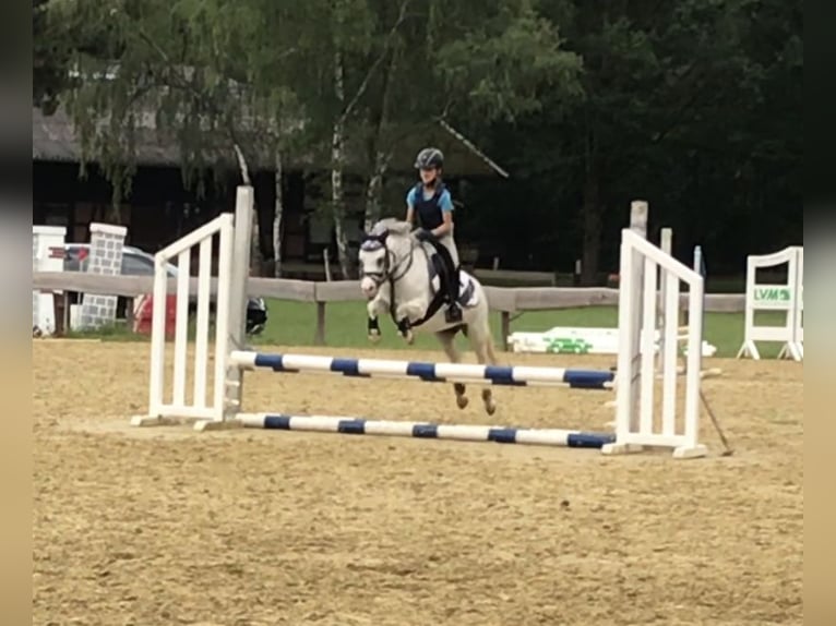 Welsh-A Merrie 13 Jaar 118 cm Appelschimmel in Schermbeck