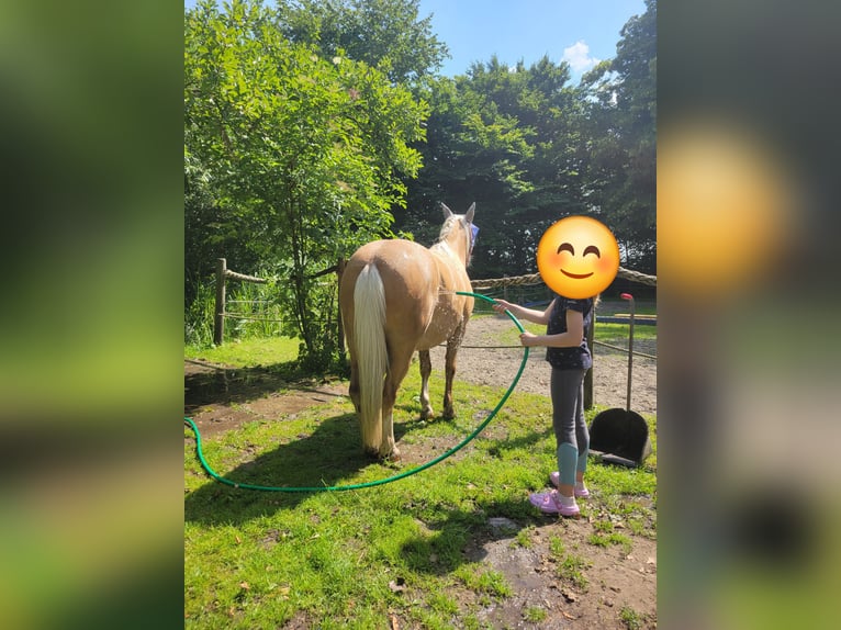 Welsh-A Merrie 13 Jaar 120 cm Falbe in Uelvesbüll