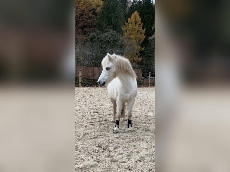 Welsh-A Merrie 14 Jaar 110 cm Schimmel in Gründau