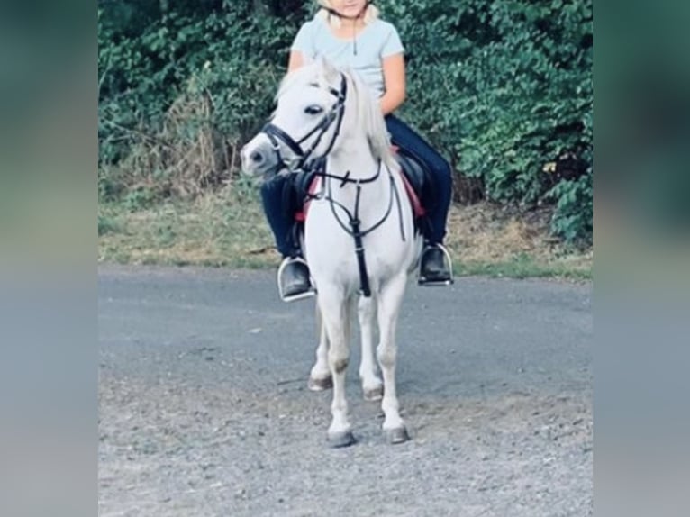 Welsh-A Merrie 14 Jaar 110 cm Schimmel in Gründau